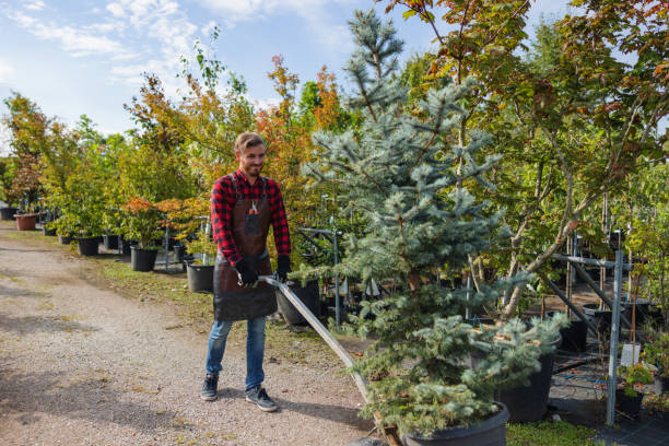 Best Tree Maintenance Programs  in Benton, IL